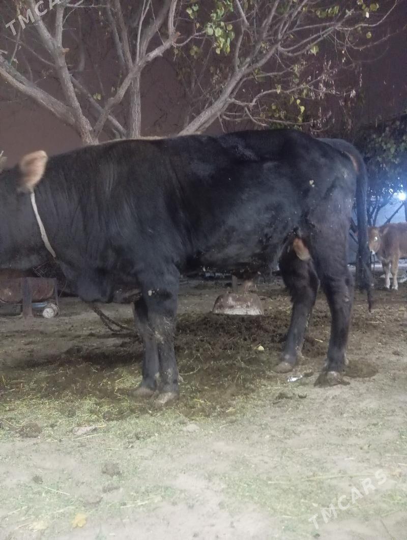 öküz - Gypjak - img 4