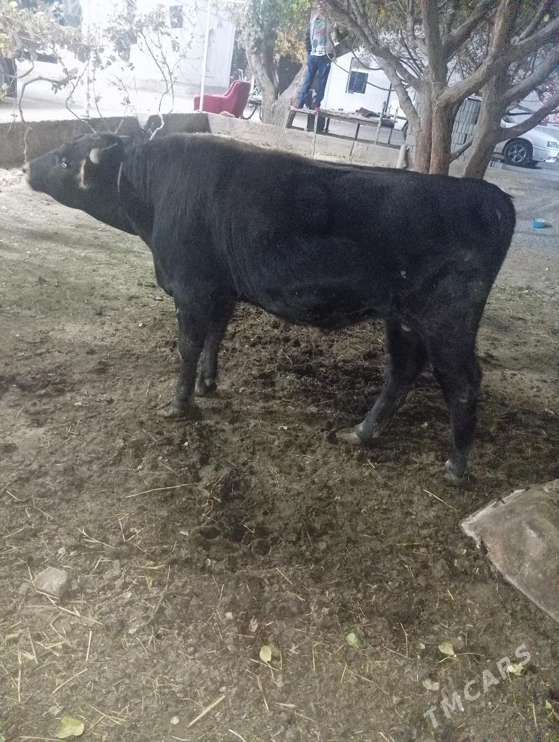 öküz - Gypjak - img 3