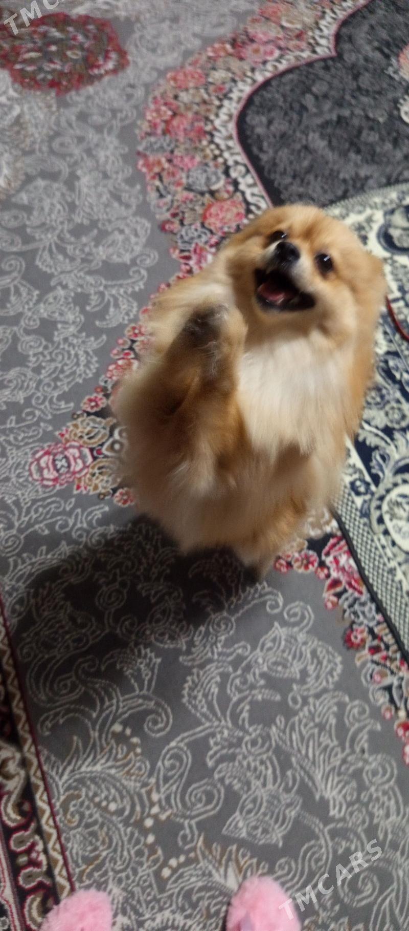 померанский шпиц мальчик - Türkmenabat - img 6