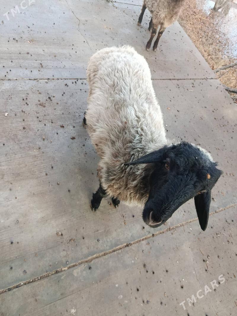 goç - Şabat etr. - img 1