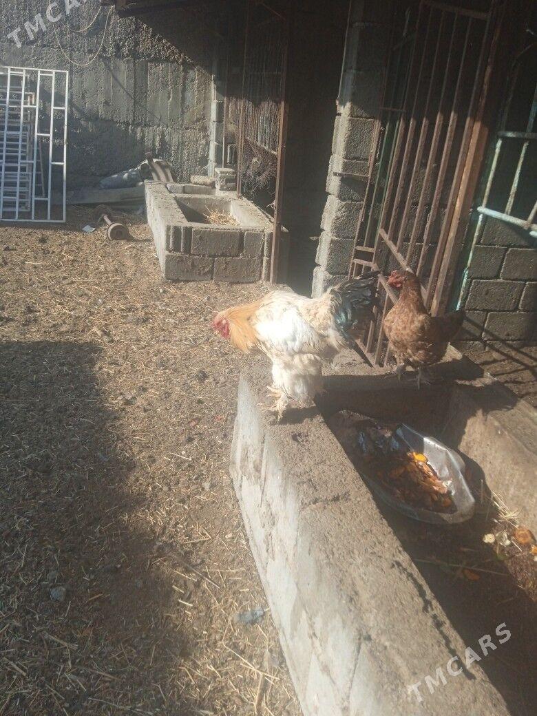 towuk - Бузмеин - img 2