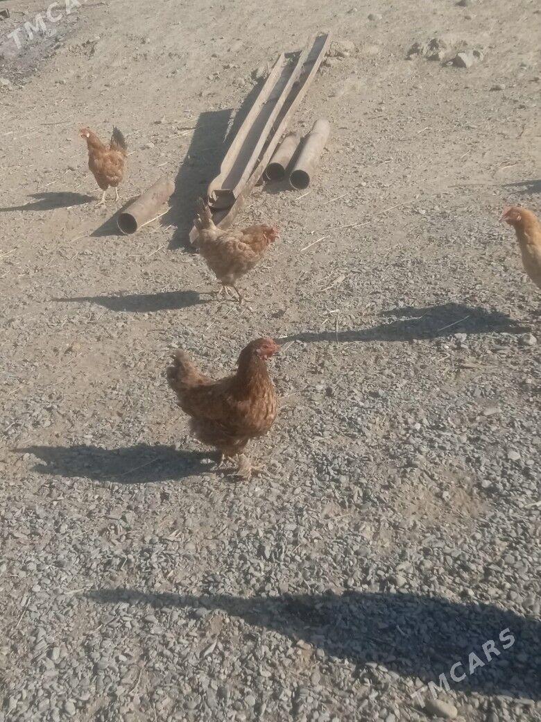 towuk - Бузмеин - img 4