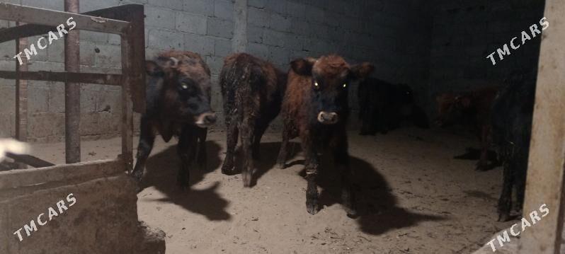 öküz - Гёкдепе - img 4