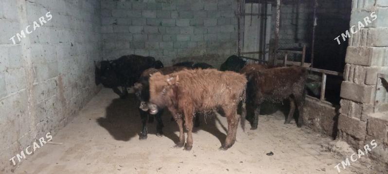 öküz - Гёкдепе - img 6