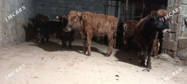 öküz - Гёкдепе - img 2