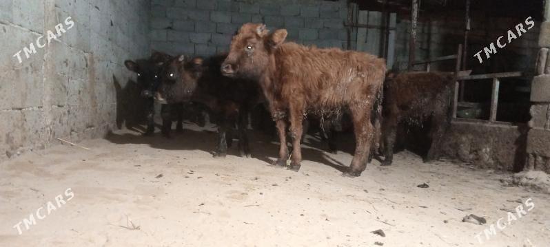 öküz - Гёкдепе - img 5