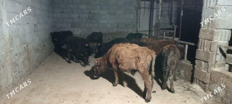 öküz - Гёкдепе - img 7