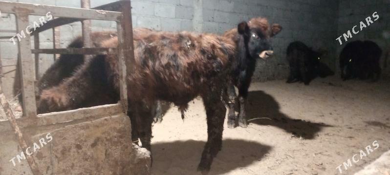 öküz - Гёкдепе - img 3