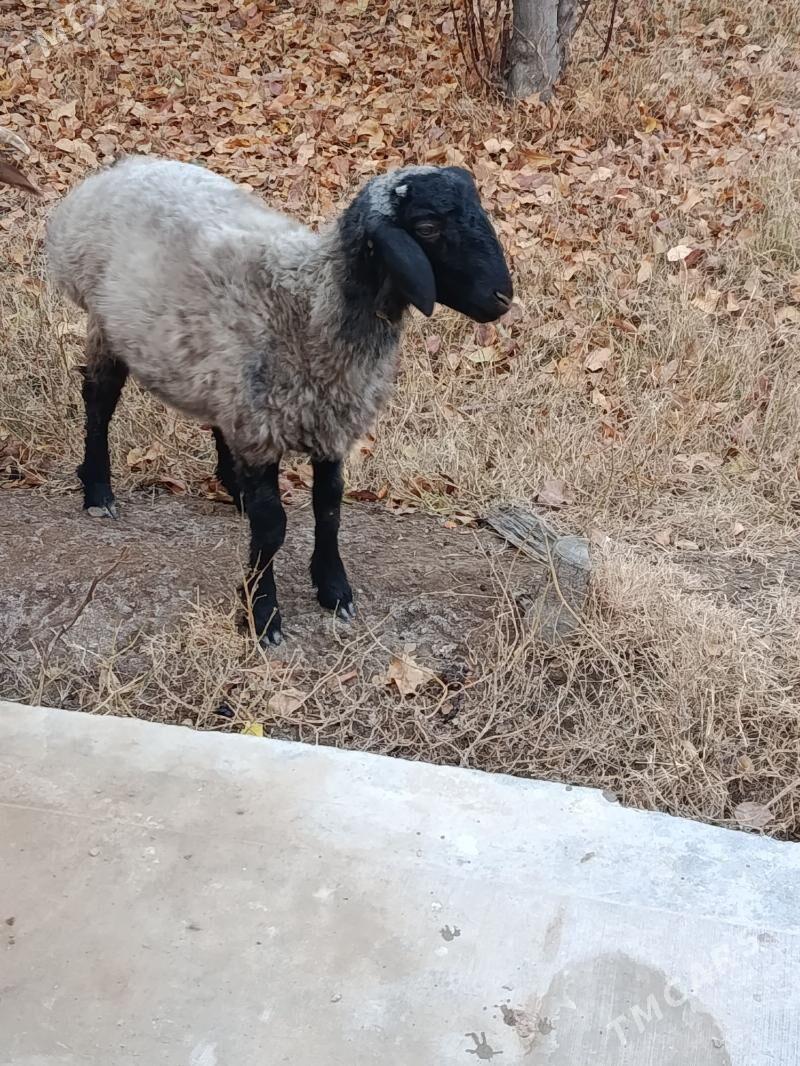 goç - Şabat etr. - img 2