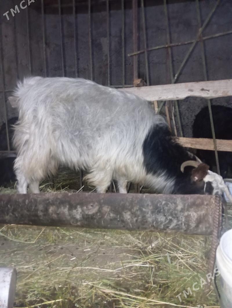 geçi - Кипджак - img 2