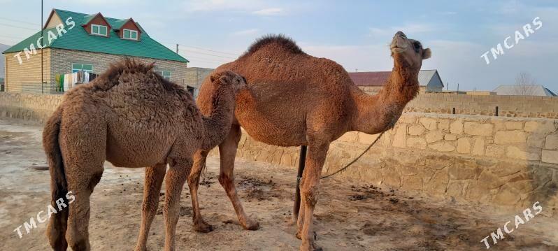 Torumly duye - Берекет - img 3