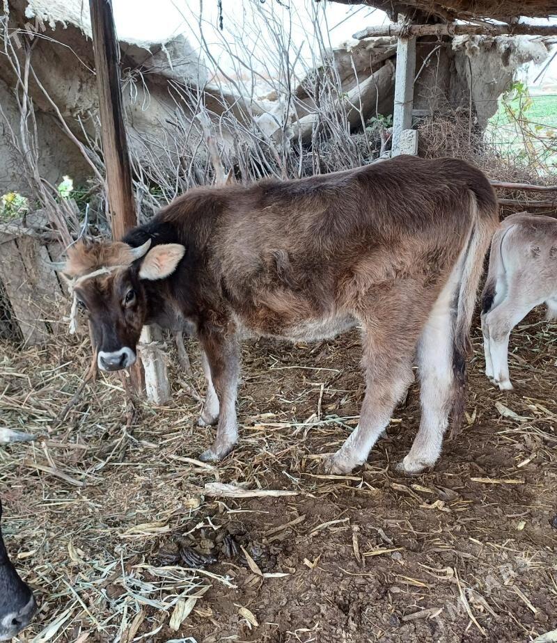 tuwe - Gökdepe - img 1