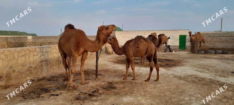 Torumly duye - Берекет - img 2