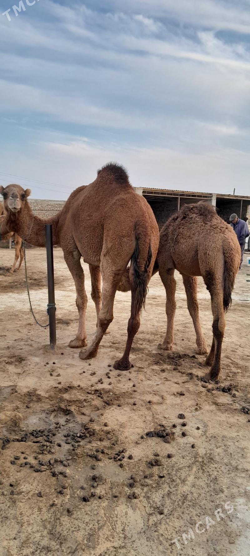 Torumly duye - Берекет - img 1