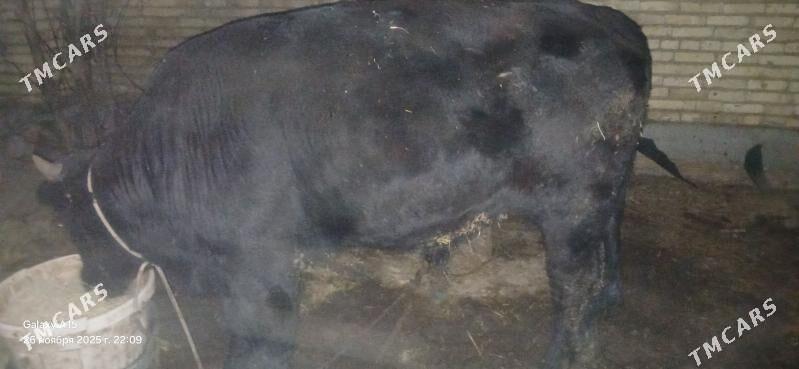 okuzler - Туркменабат - img 2