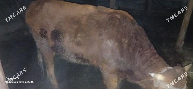 okuzler - Туркменабат - img 4