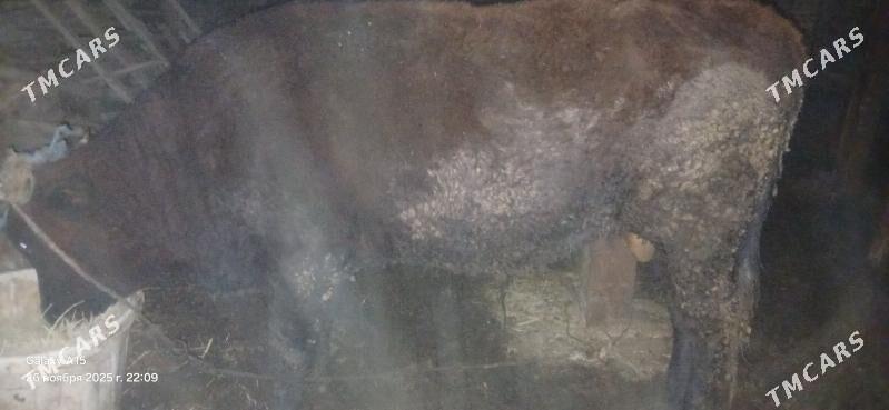 okuzler - Туркменабат - img 3