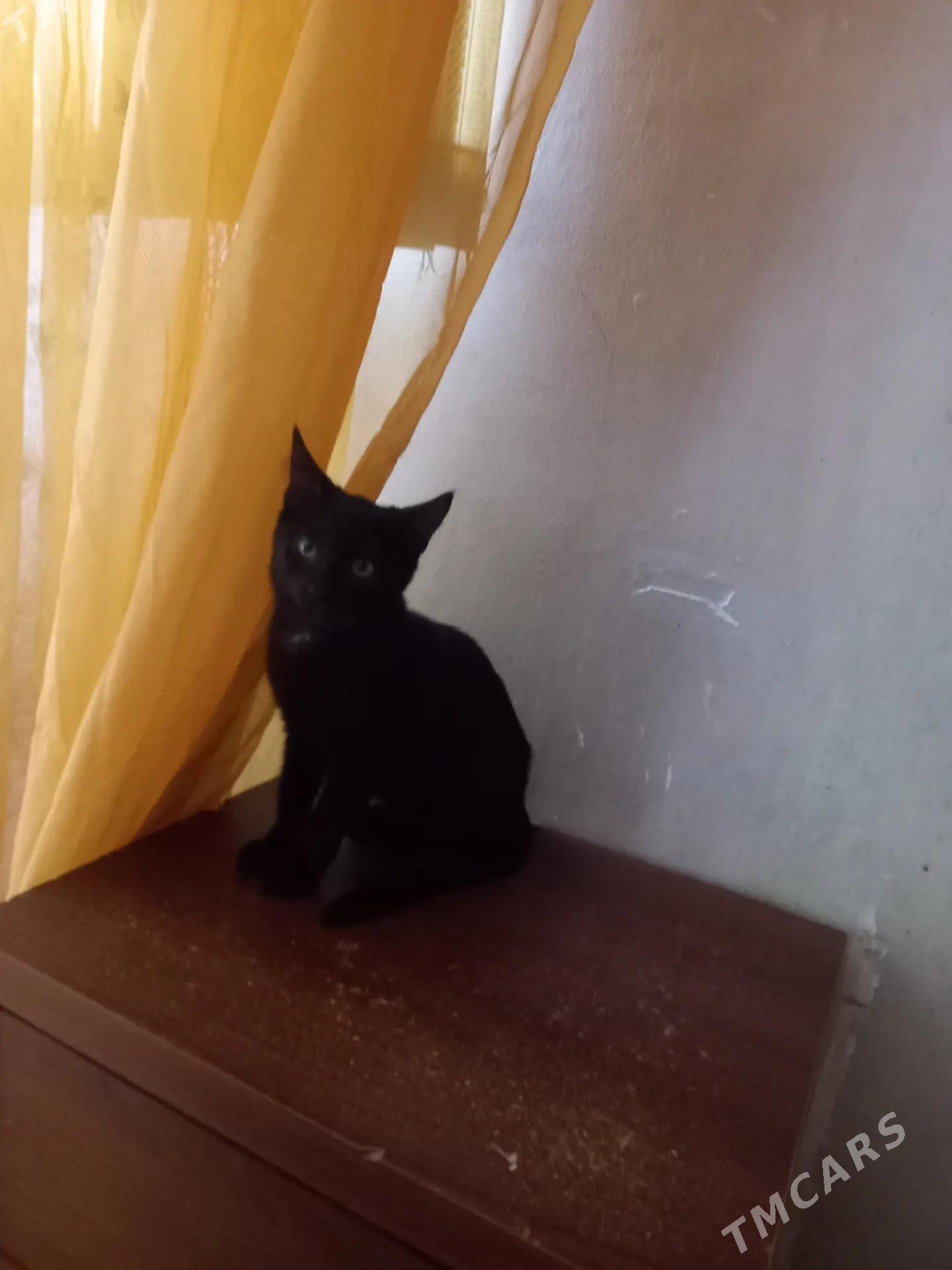 котёнок - Aşgabat - img 2