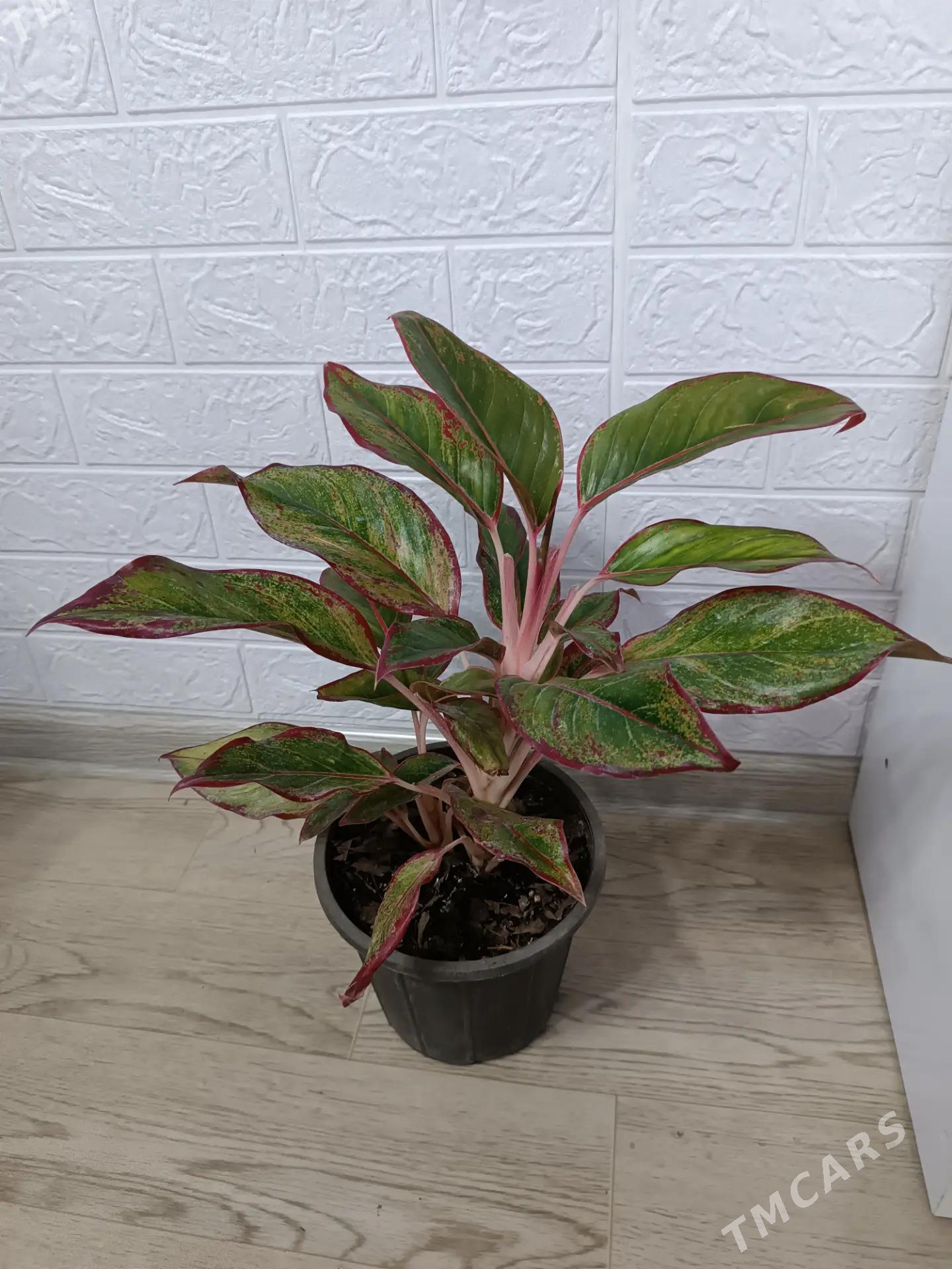 АГЛАОНЕМА КРИТ - Ашхабад - img 2