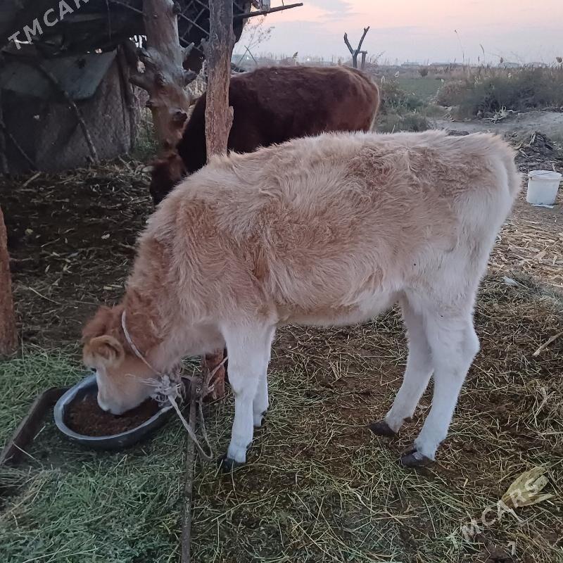 tuwe - Gökdepe - img 2