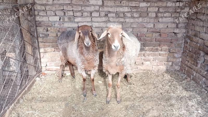 goyun - Туркменабат - img 5