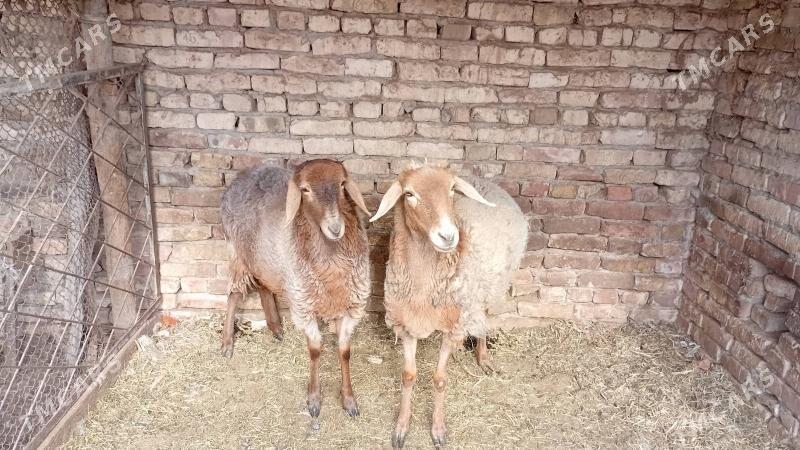 goyun - Туркменабат - img 1