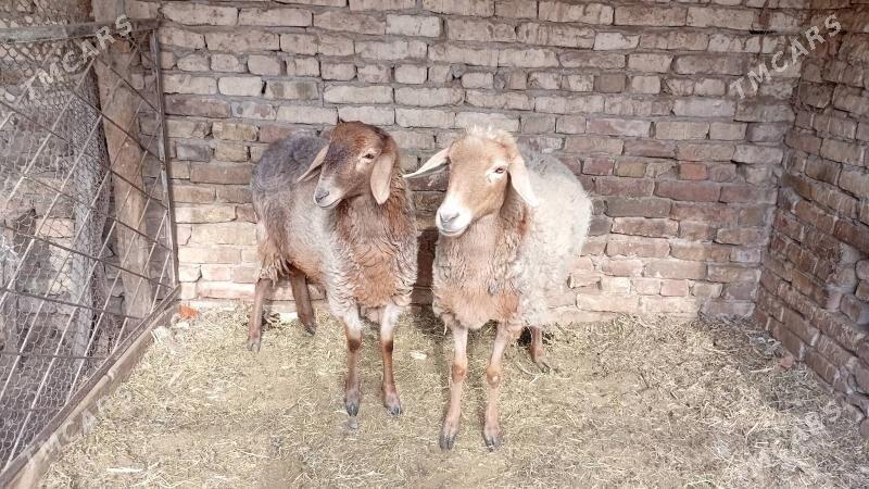 goyun - Туркменабат - img 4