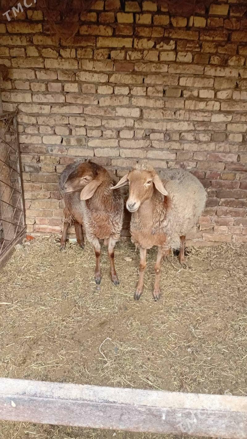 goyun - Туркменабат - img 3