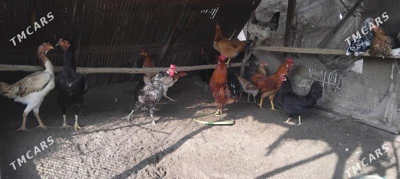 Towuklar - Дянев - img 2