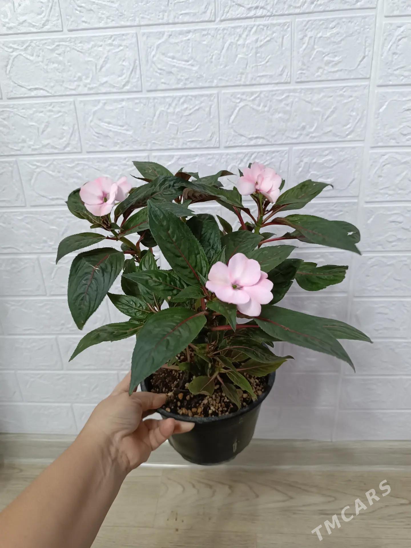 БАЛЬЗАМИН - Ашхабад - img 2