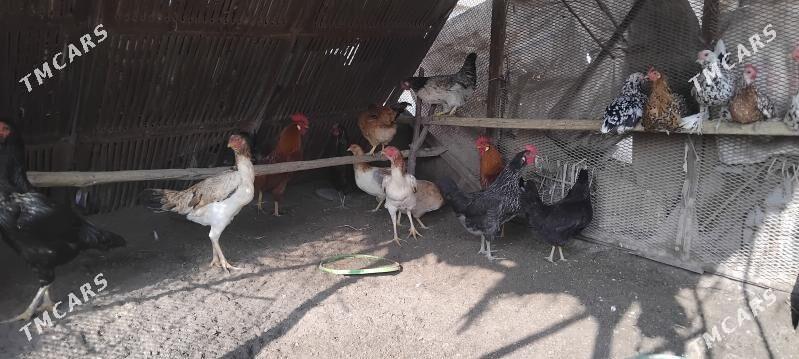 Towuklar - Дянев - img 3