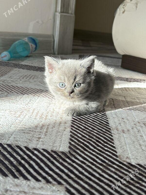 dik gulak pişijek - Ашхабад - img 2