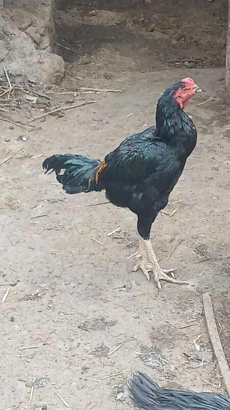 horaz - Ашхабад - img 4