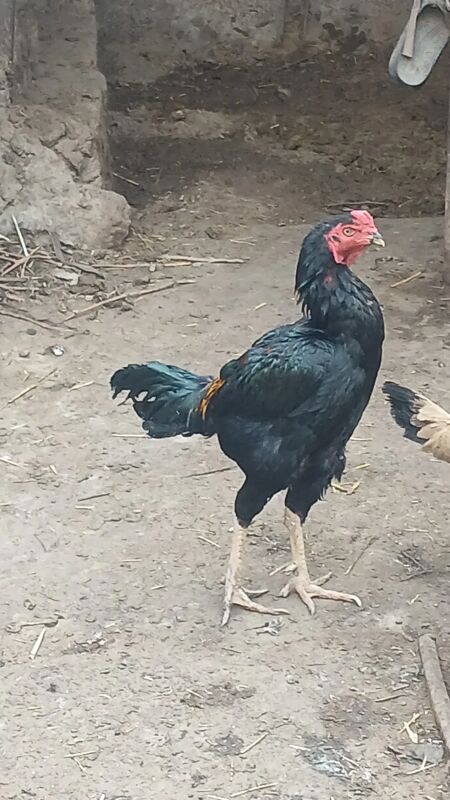 horaz - Ашхабад - img 3