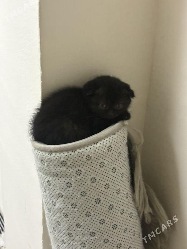 2 aylyk pişijekler - Aşgabat - img 3