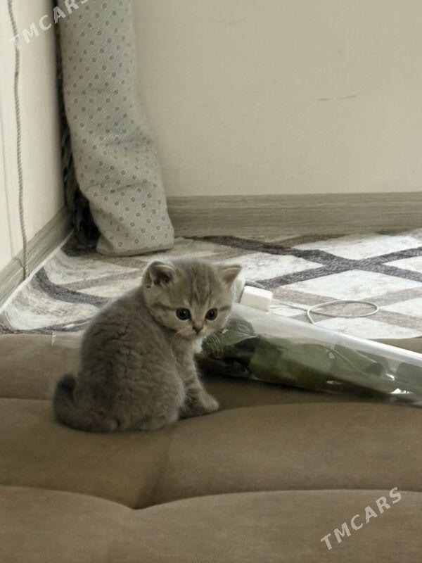 2 aylyk pişijekler - Aşgabat - img 2