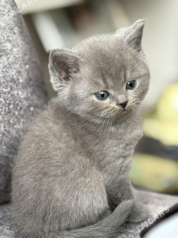 2 aylyk pişijekler - Aşgabat - img 5