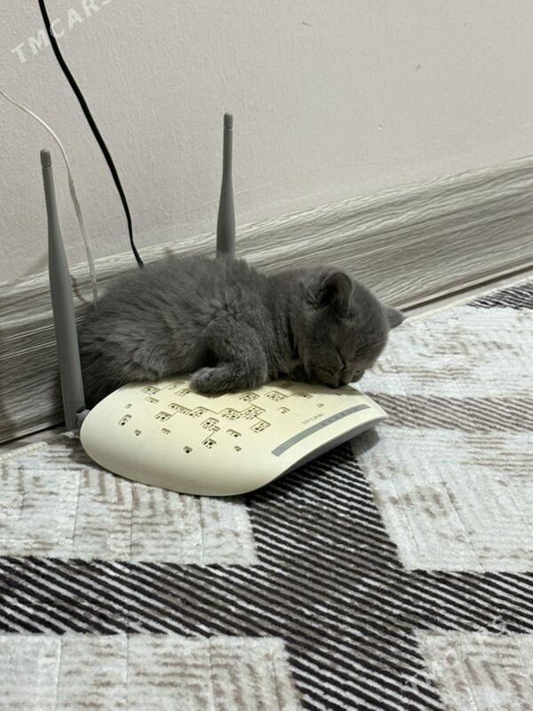 2 aylyk pişijekler - Aşgabat - img 4