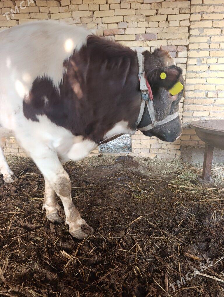 okuz - Дянев - img 1