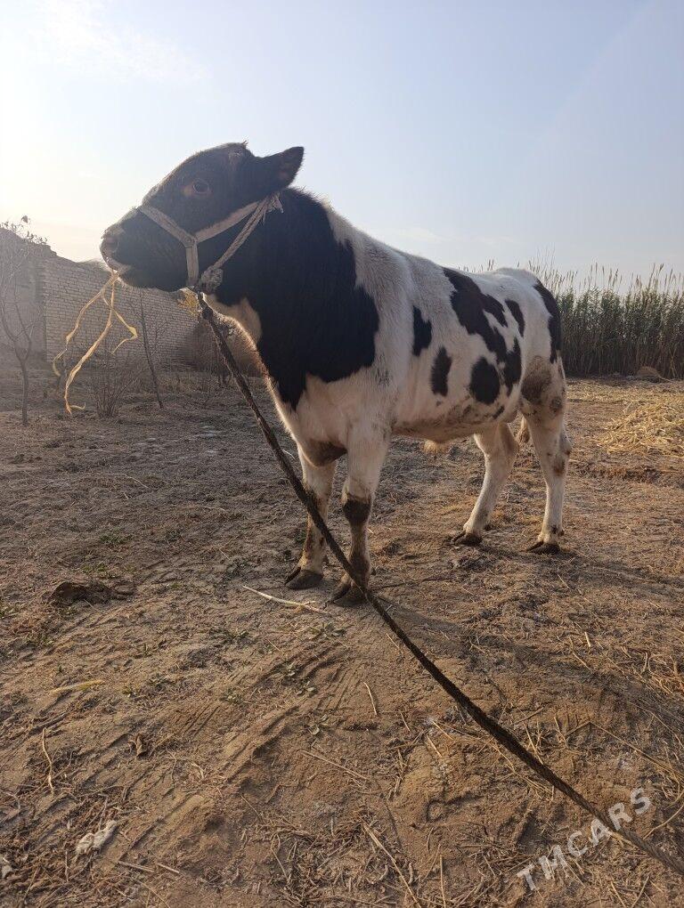 okuz - Дянев - img 4