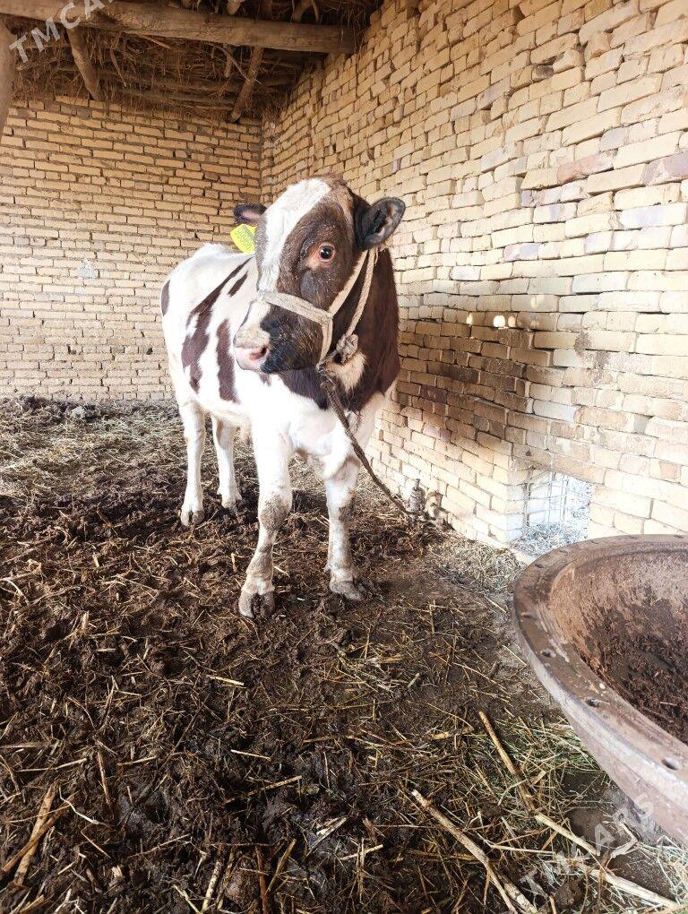 okuz - Дянев - img 5