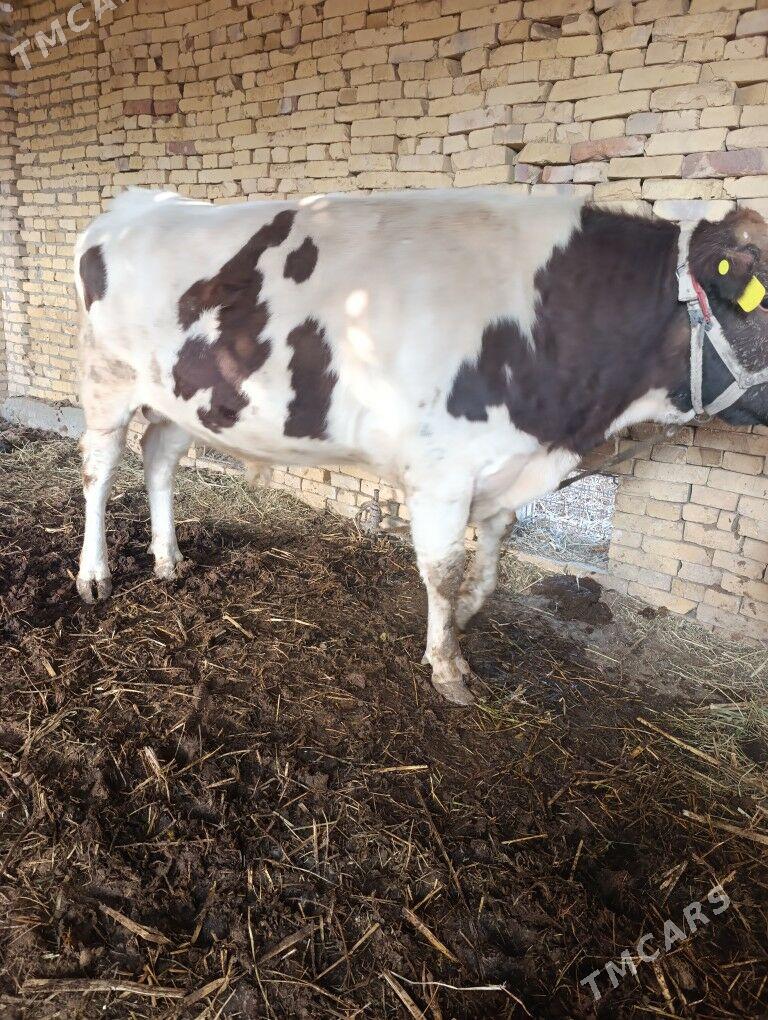 okuz - Дянев - img 3