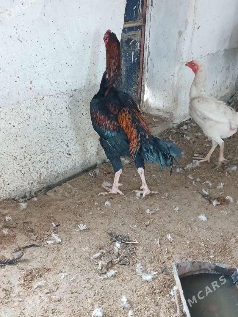 байсог - Чарджоу - img 4