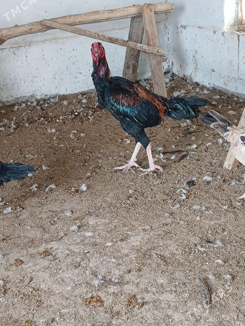 байсог - Чарджоу - img 2