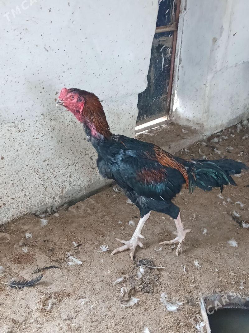 байсог - Чарджоу - img 3