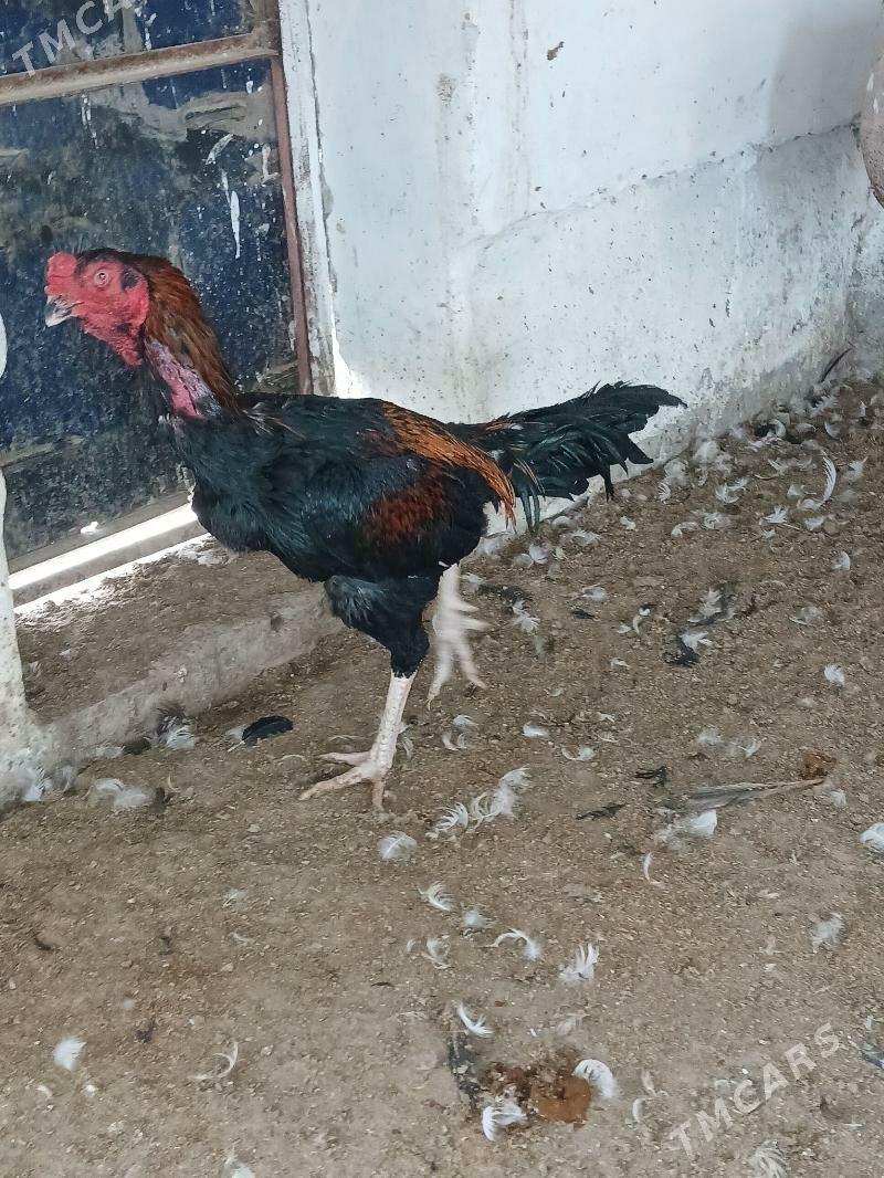 байсог - Чарджоу - img 6