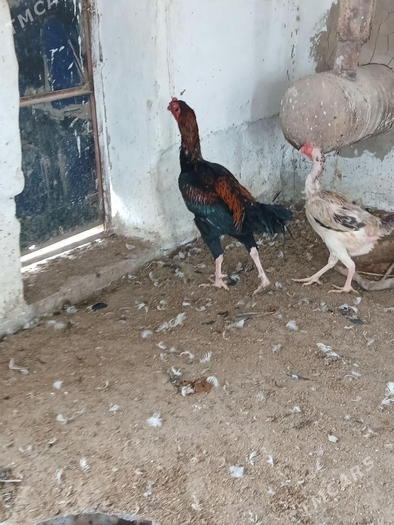 байсог - Чарджоу - img 5