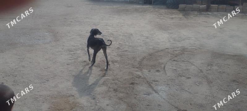 tazy - Bereket - img 4