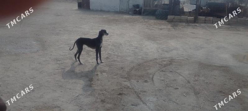 tazy - Bereket - img 3