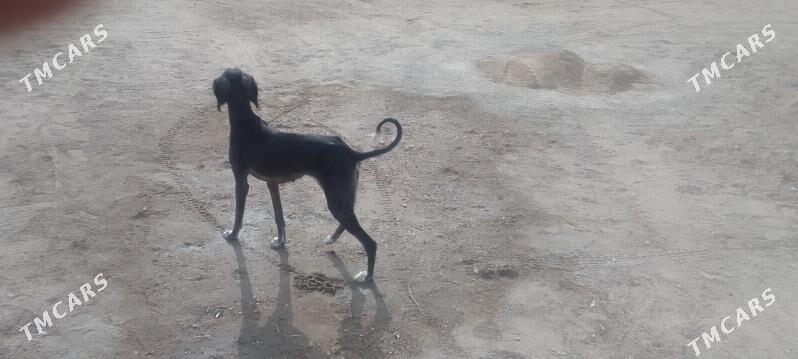 tazy - Bereket - img 5